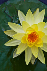 Lotus yellow with green leaves
