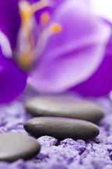 Fototapeta na wymiar piedras con flor violeta