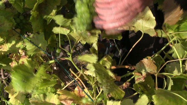 vendanges