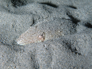 Cuttlefish mimetism on the sand