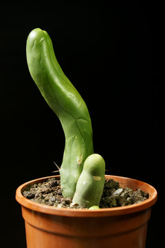 Phallus Penis Kaktus
