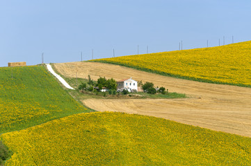 Fototapeta premium Marches (Italy) - Landscape at summer with sunflowers, farm