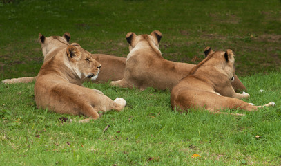 Obraz na płótnie Canvas Lionesses resting