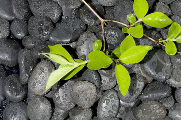 Green plant