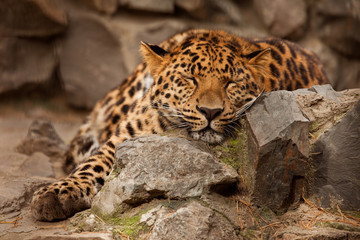 Naklejka premium Panthera pardus leopard