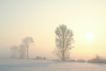 Frosty winter tree in the field on a foggy December's morning