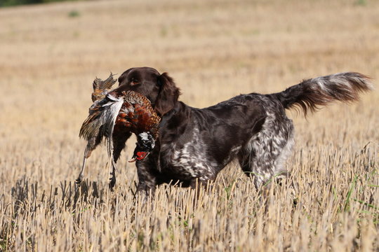 Jagdhund mit Beute im Stoppelfeld