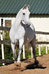 White horse Orlov trotter runs trot