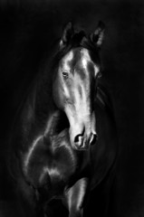 Fototapeta na wymiar Czarny koń portret Kladrubach w ciemności