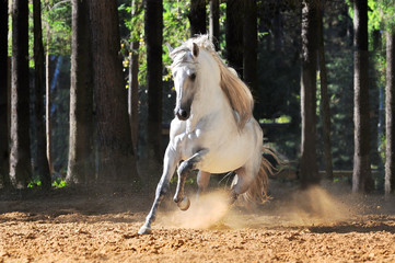 White horse runs gallop in sand