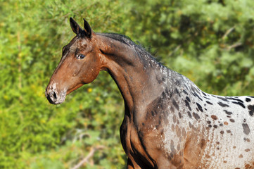 Appaloosa horse portrait in summer