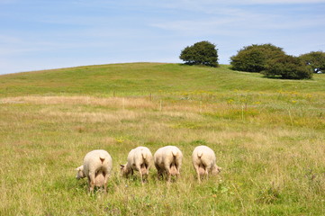 Schafe von hinten