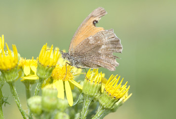 Gatekeeper Butterfly