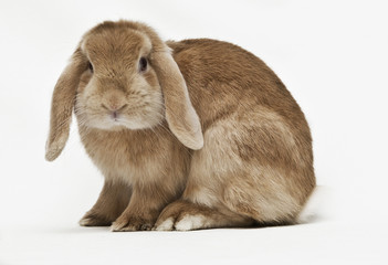 Bunny