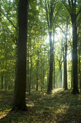 Naklejka premium Forest