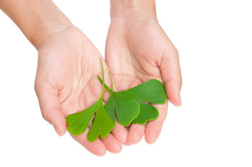 Hands of young woman holding ginkgo leaves