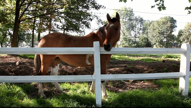 cheval