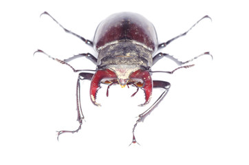 beetle