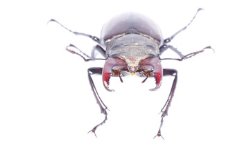 beetle