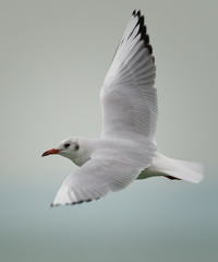 Gull