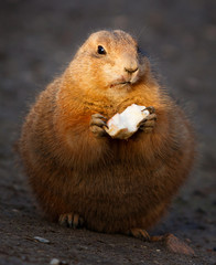 Prairie Dog