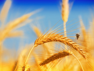 Wheat field