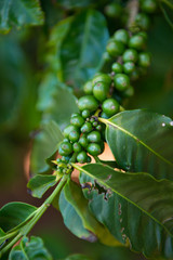 Coffee plant detail