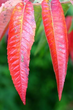 sumac