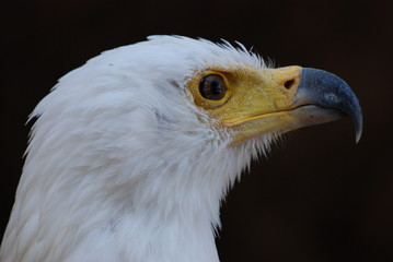rapace blanc