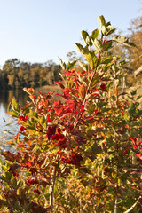 Autumn Landscape at the lake