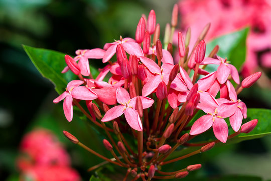pink ixora flowers