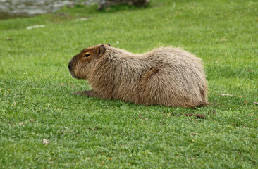 kapibara w ogrodzie zoologicznym
