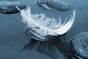 Feather on black water