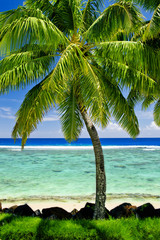 Single palm tree overlooking blue lagoon