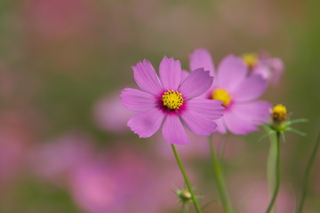 Fototapeta premium コスモス