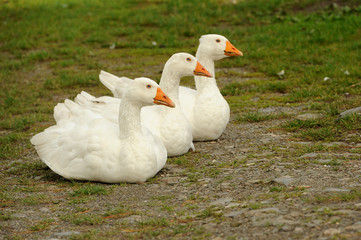 Geese