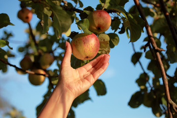Frau greift nach einem Apfel