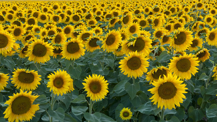 campo di girasoli in Maremma Toscana