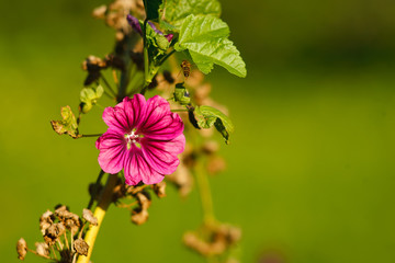 Beautiful blossom of Malva Alcea