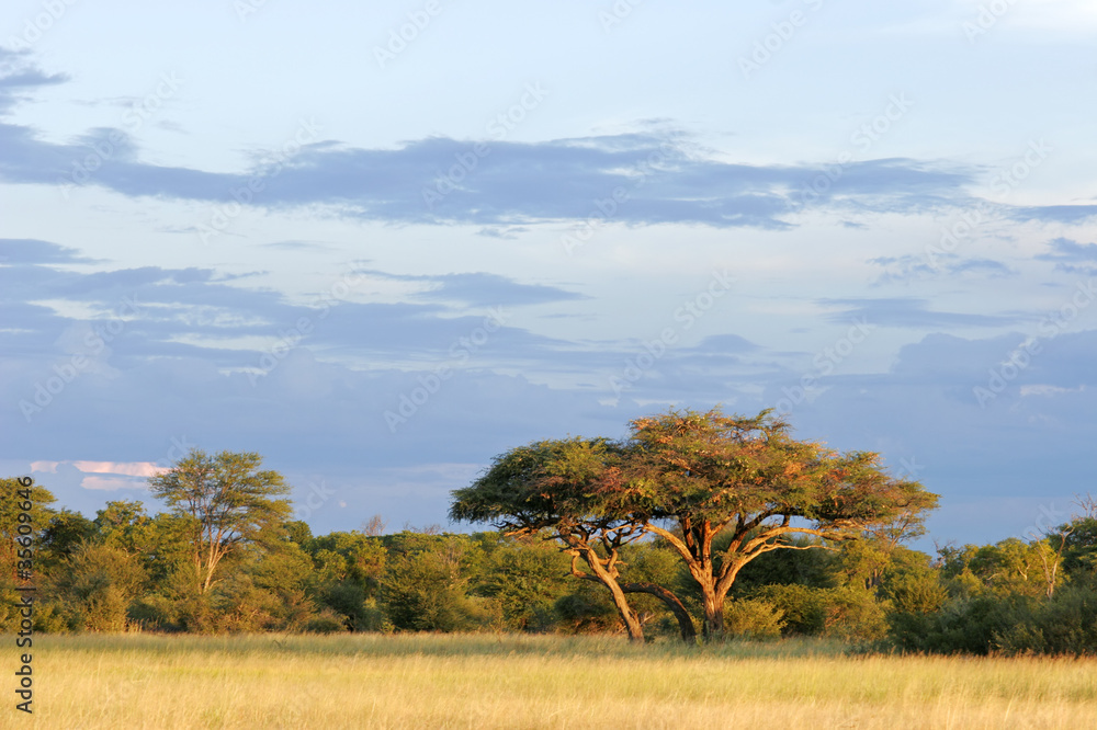 Poster African Acacia tree