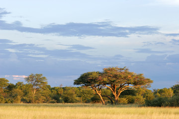 Naklejka premium Afrykańskie drzewo akacjowe