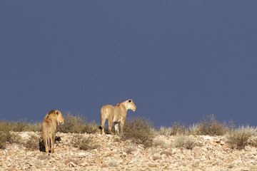 Desert African lions