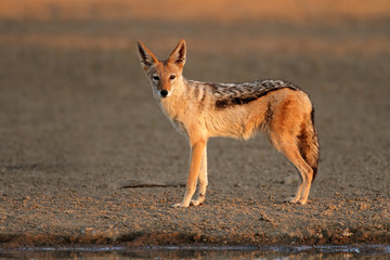 Black-backed Jackal