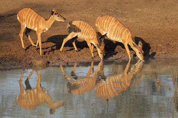 Fototapeta na wymiar Nyala antelopes drinking