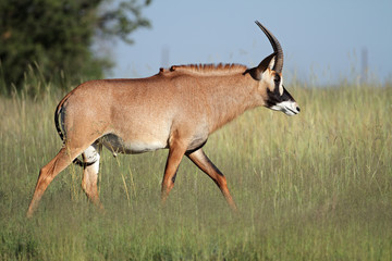 Rare roan antelope