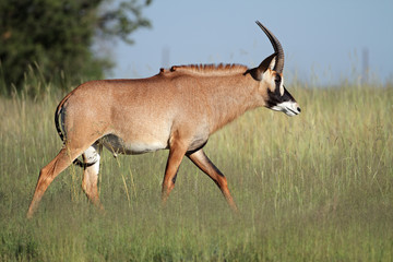 Rare roan antelope