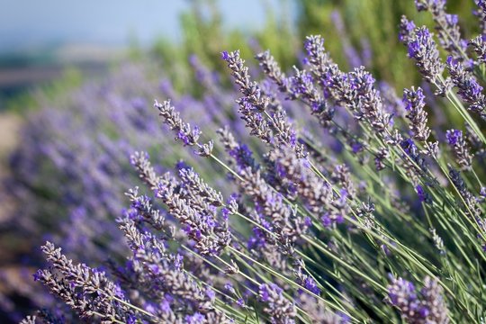 Fototapeta Beautiful detail of a lavender field