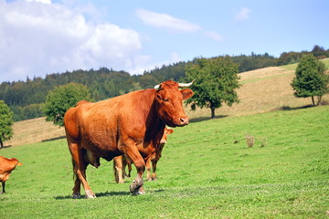 Herd of red cows on green meadow