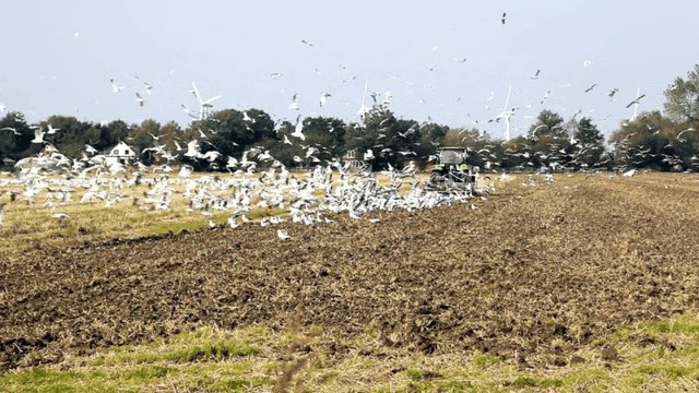 pfl&uuml;gen eines Ackers
