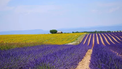  Champs de lavandes et de tournesols sur le plateau de Valensole dans les Alpes de Haute Provence en France. © Bernard GIRARDIN
